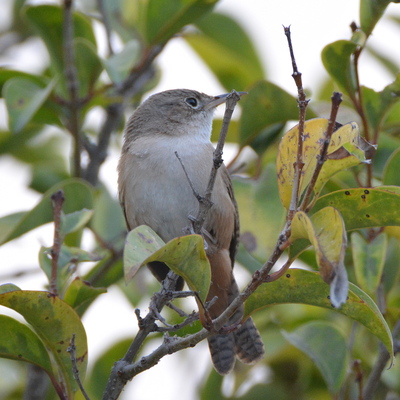 Giant Antshrike_3